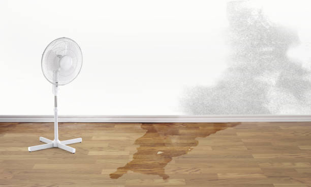 Best Water damage cleanup near me  in Saranap, CA